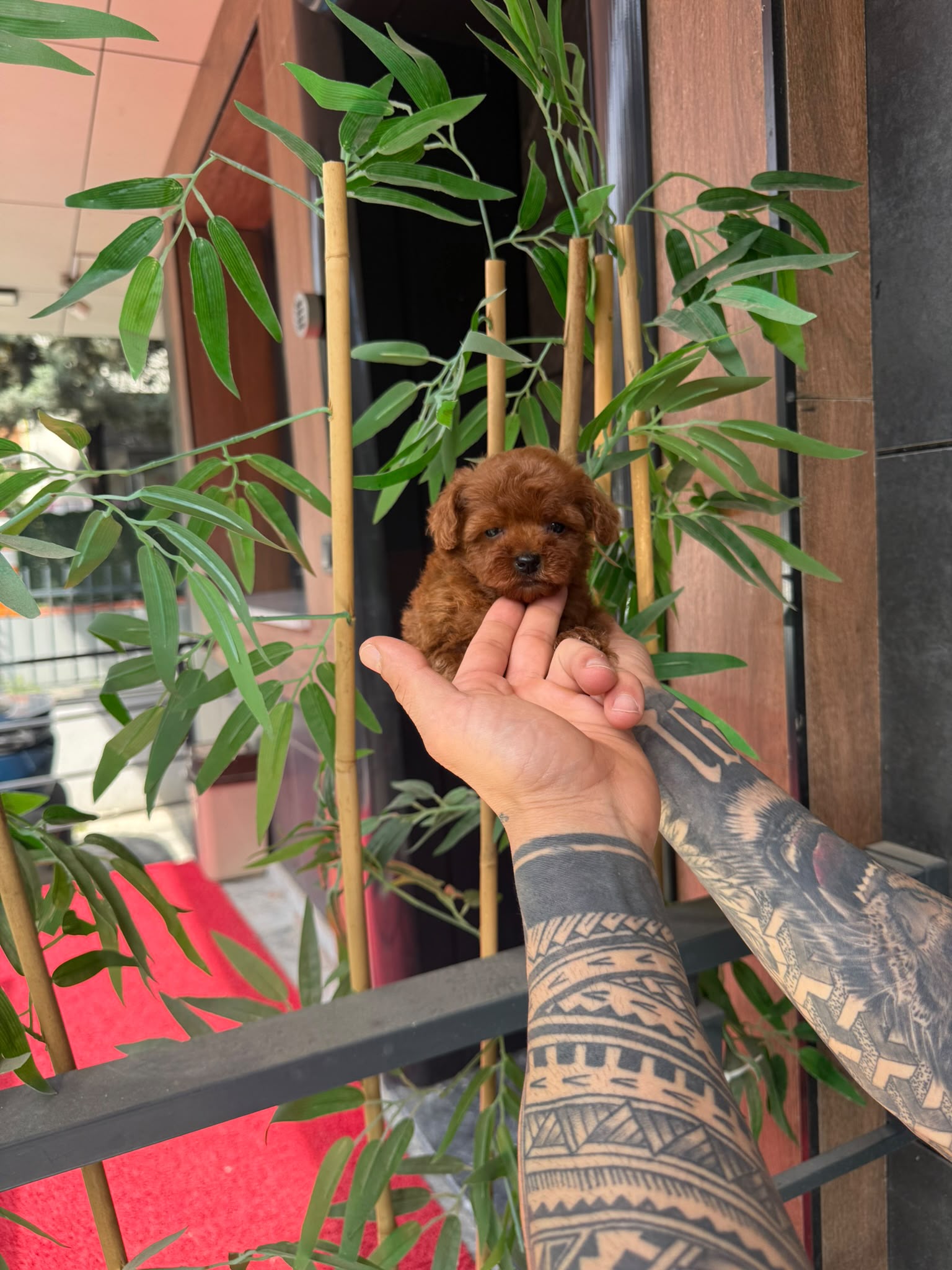 Teddy Kore Poodle