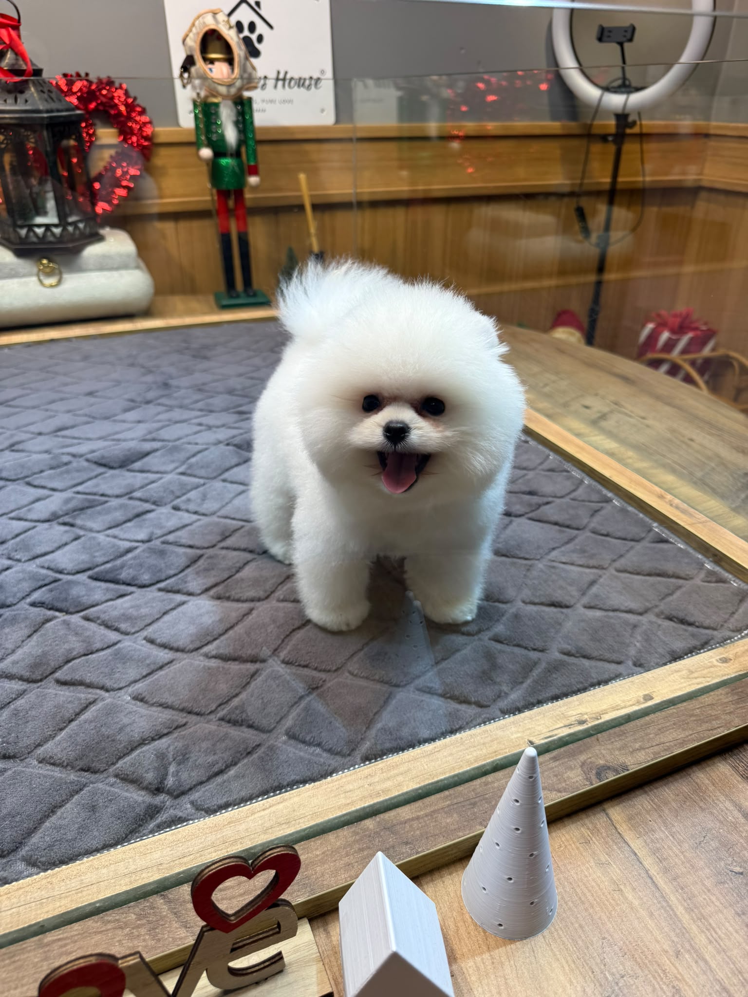 Theo Teacup Kore Pomeranian