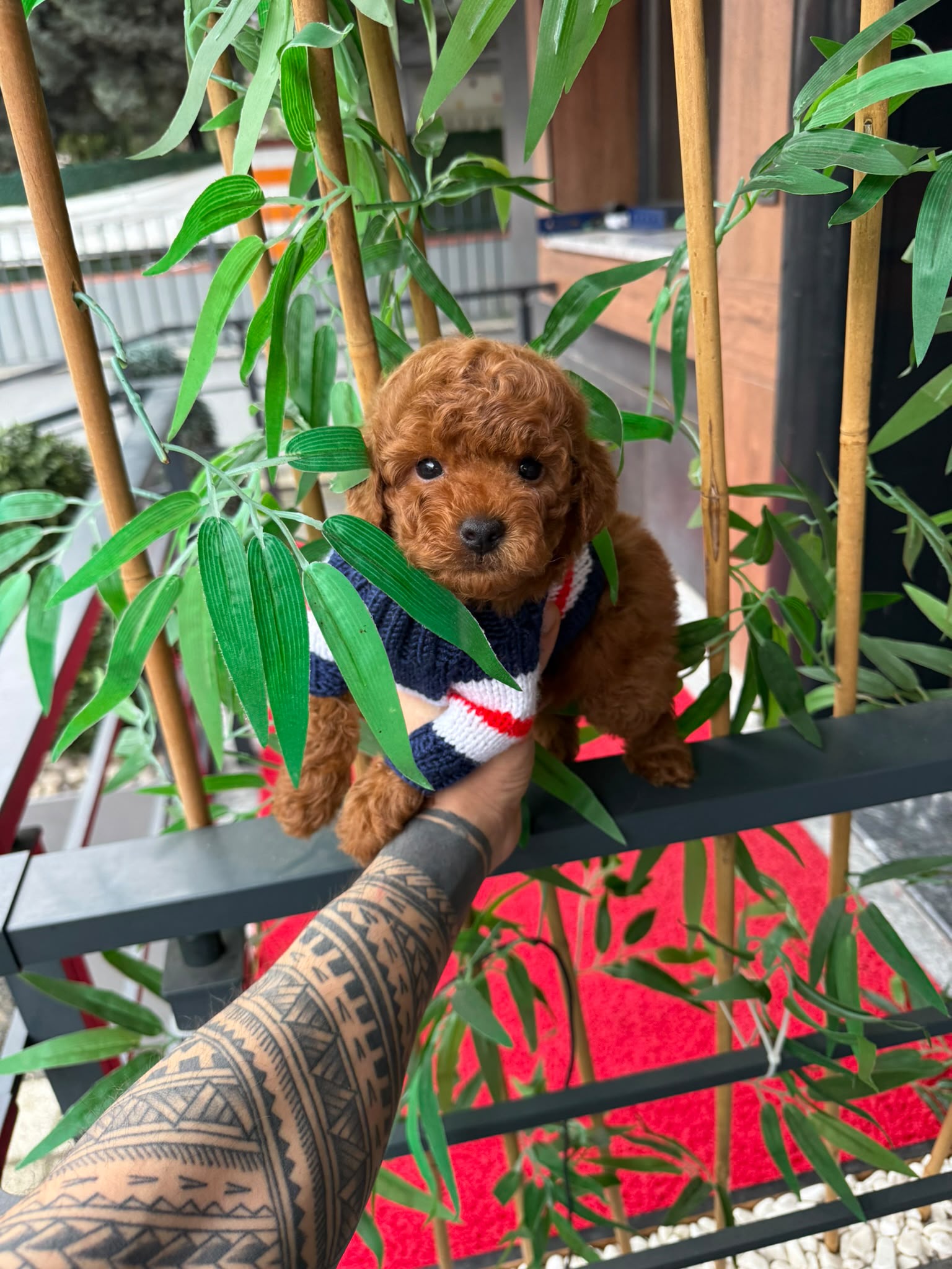 Toby Kore toy Poodle