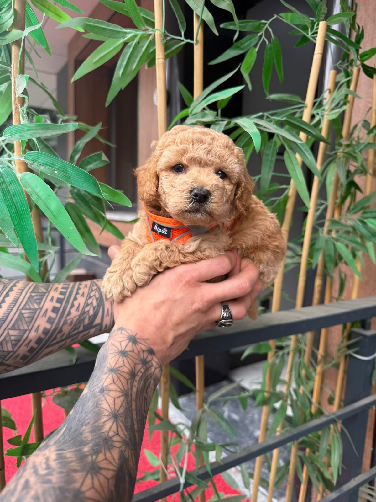 Willow Kore Maltipoo