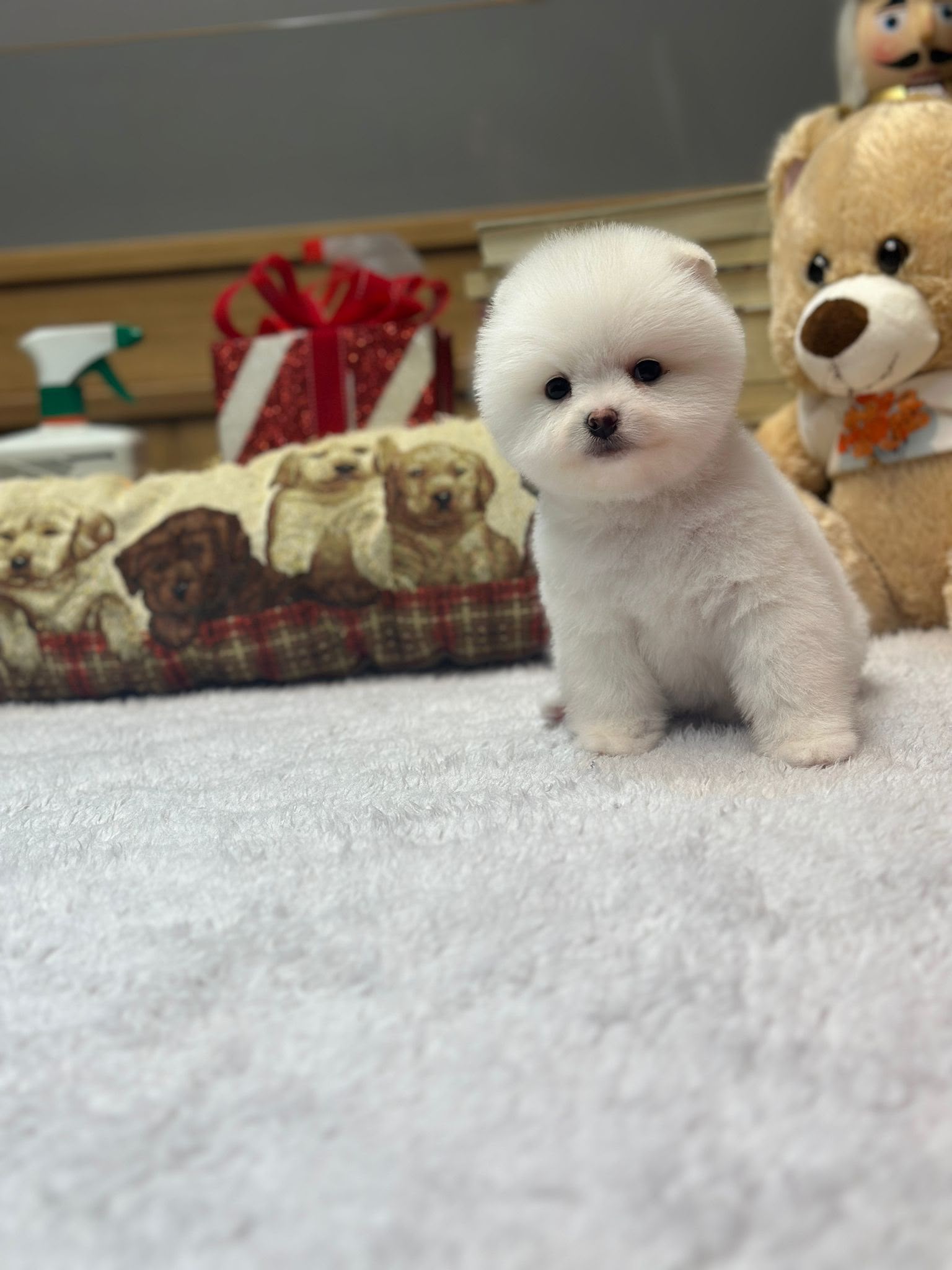 Winnie Teacup Kore Pomeranian